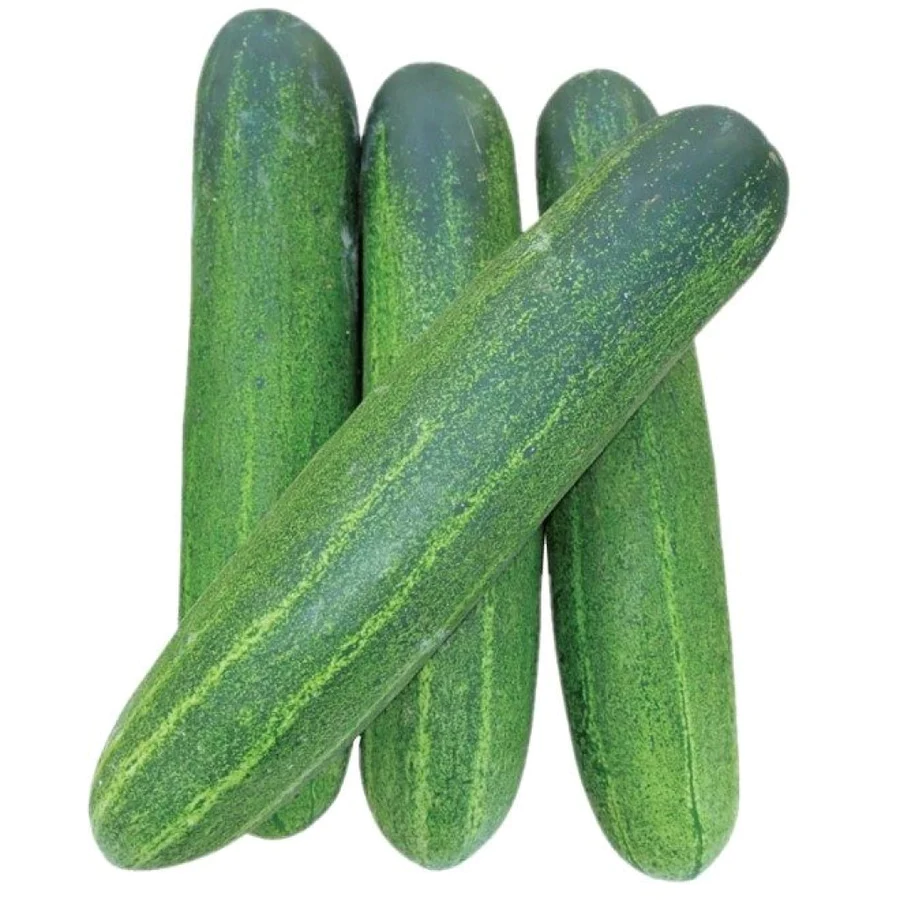 Cucumber Seeds (Variety RG 333) (F1 Hybrid)