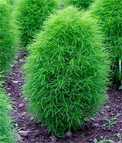 Kochia Seeds (Open Pollinated)
