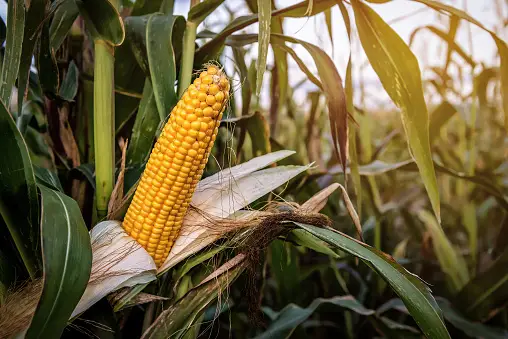Maize Sweet Corn Seeds (F1 Hybrid)
