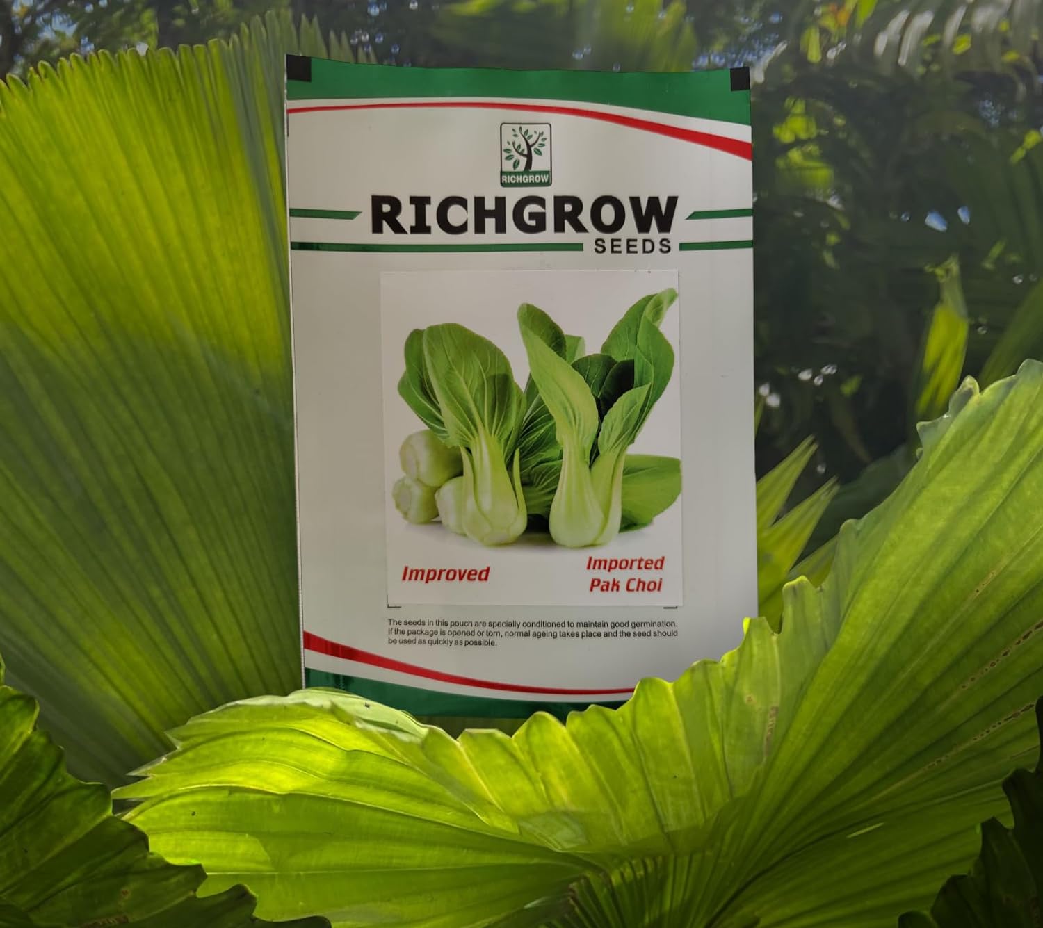 Pak Choi Seeds (Open Pollinated)