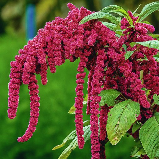 Amaranthus Seeds (Open Pollinated)