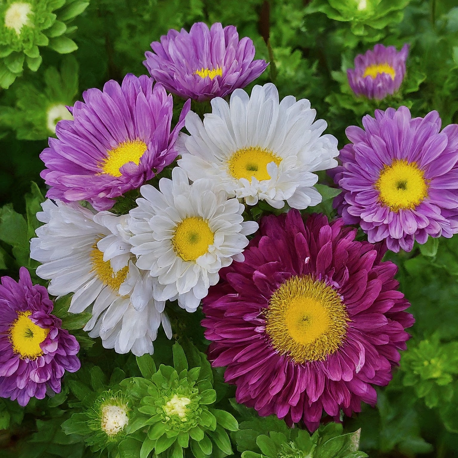 Aster Seeds (Open Pollinated)
