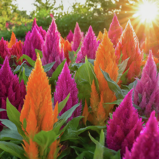 Celosia Seeds (Open Pollinated)