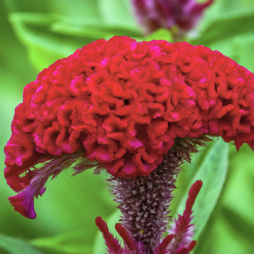 Cockscomb Seeds (Open Pollinated)