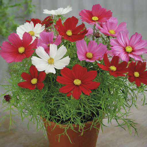 Cosmos Seeds (Open Pollinated)