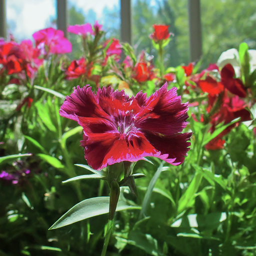 Dianthus Seeds (Open Pollinated)