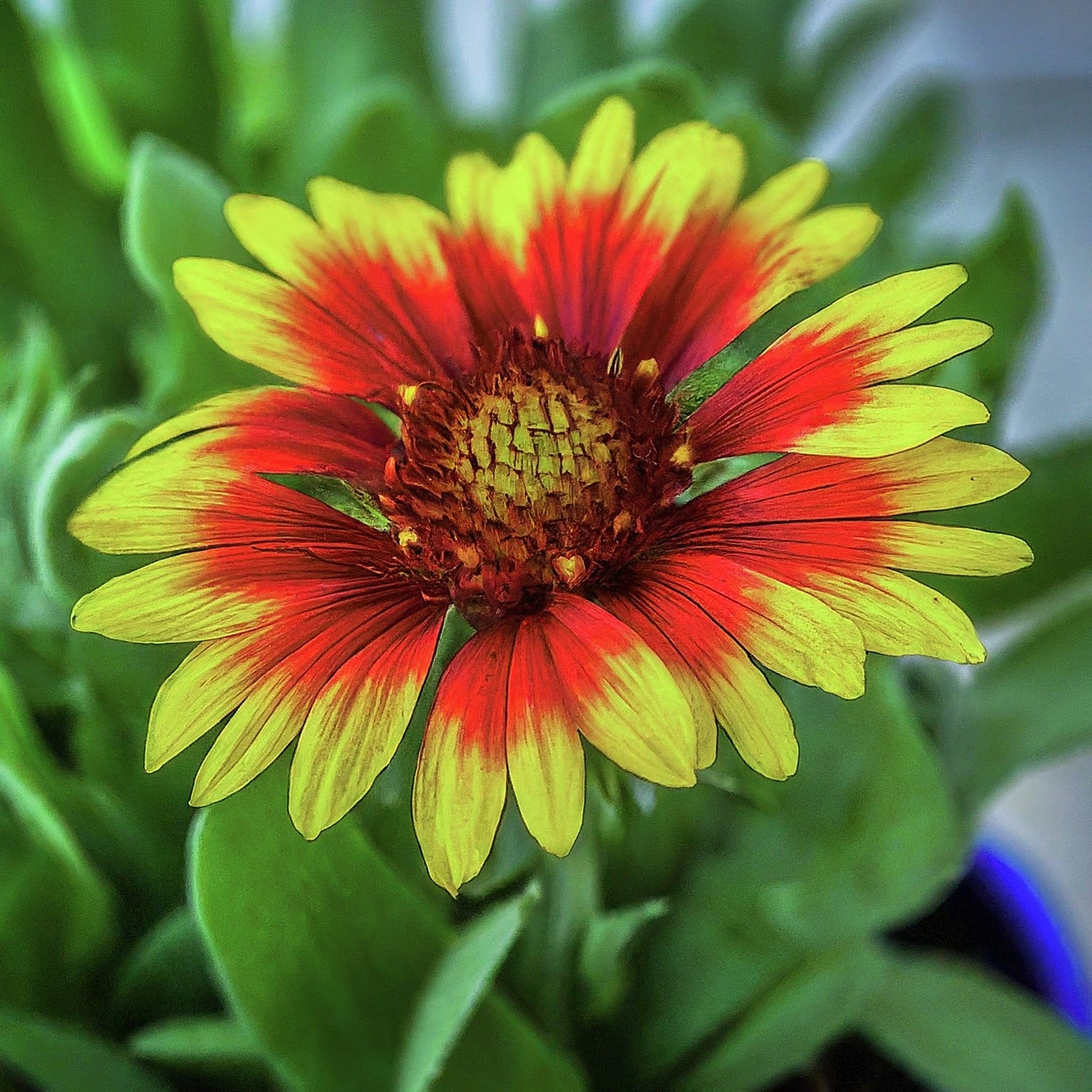 Gaillardia Seeds (Open Pollinated)