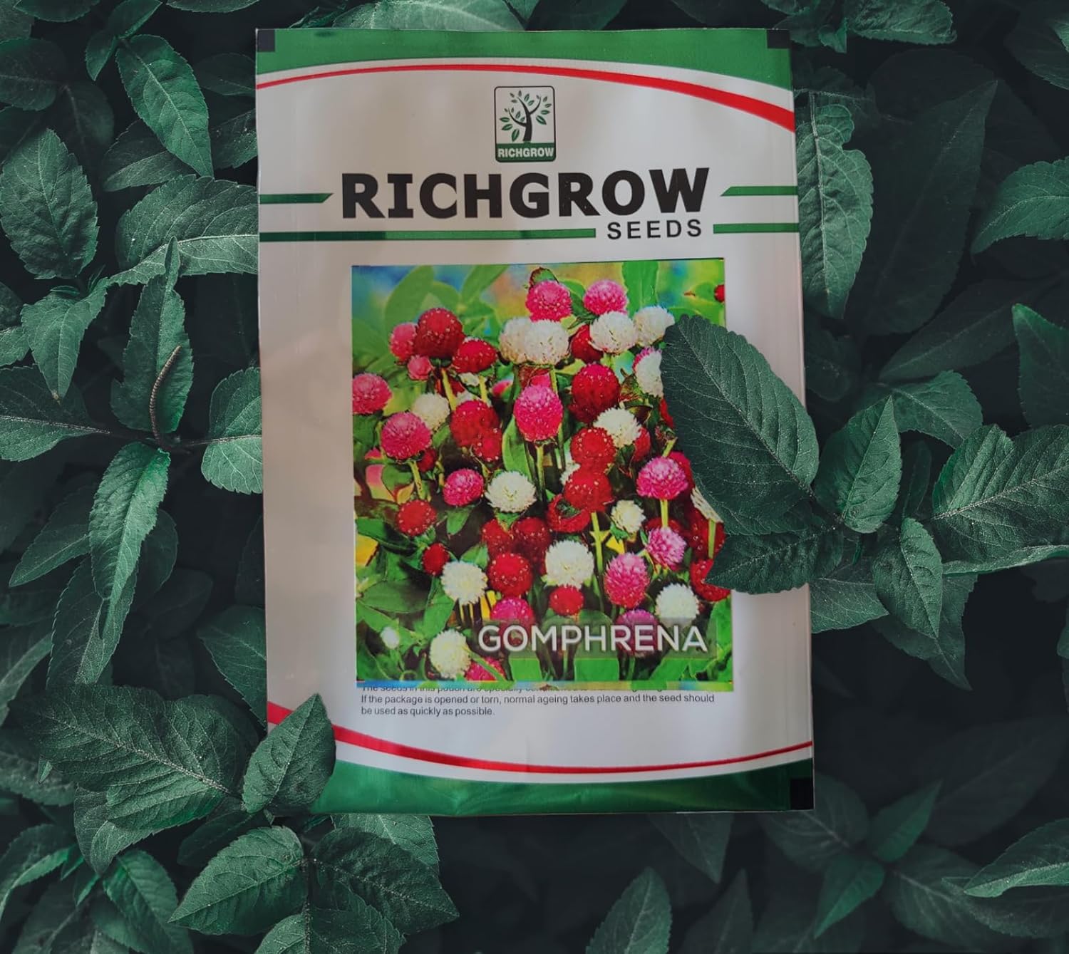 Gomphrena Seeds (Open Pollinated)