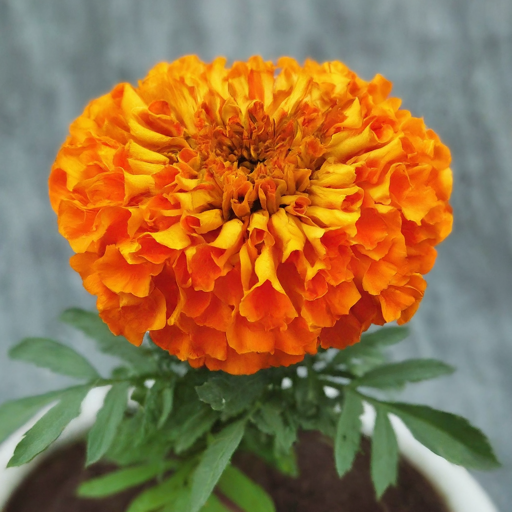 Marigold(Jafri) Seeds (Open Pollinated)
