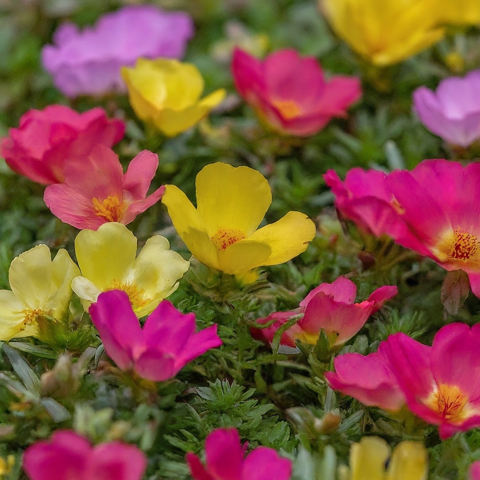 Portulaca Seeds (Open Pollinated)