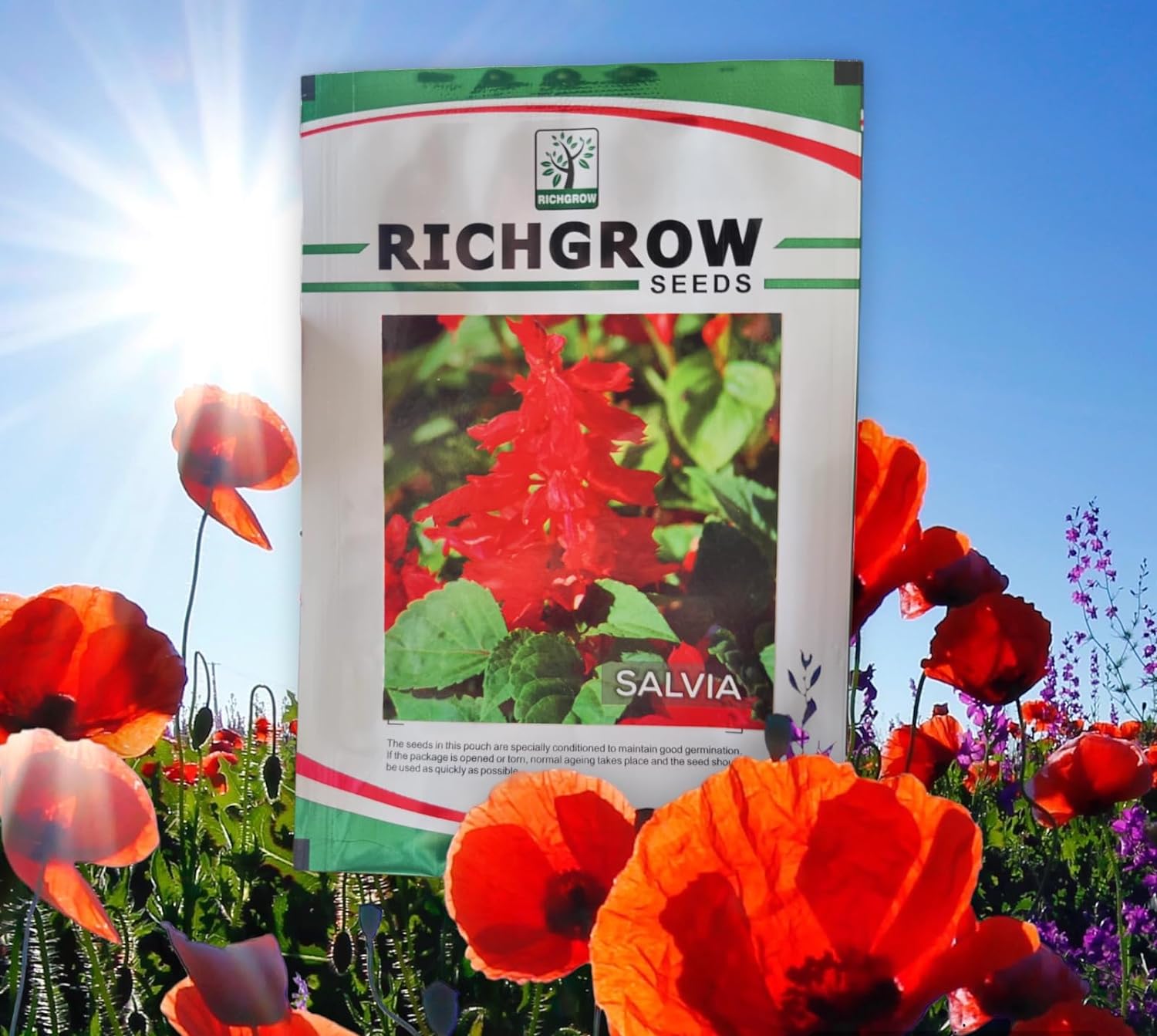 Salvia Seeds (Open Pollinated)