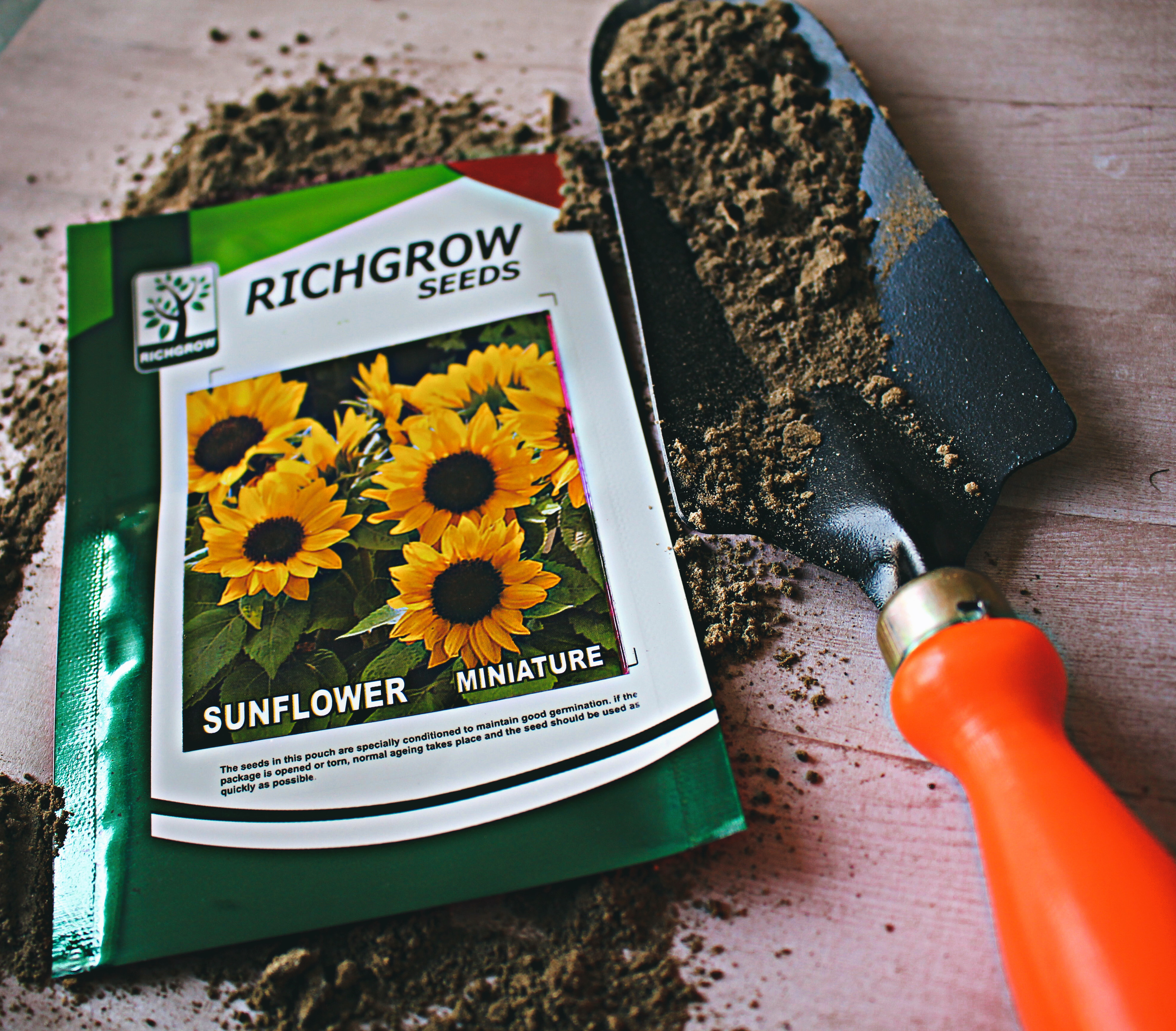 Sunflower (Miniature) Seeds (Open Pollinated)