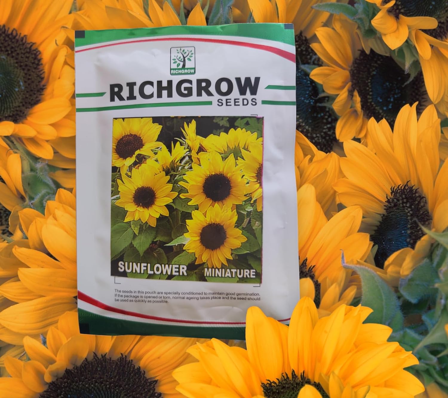 Sunflower (Miniature) Seeds (Open Pollinated)