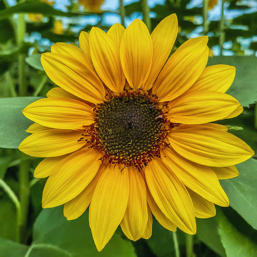 Sunflower(Sungold) Seeds (Open Pollinated)