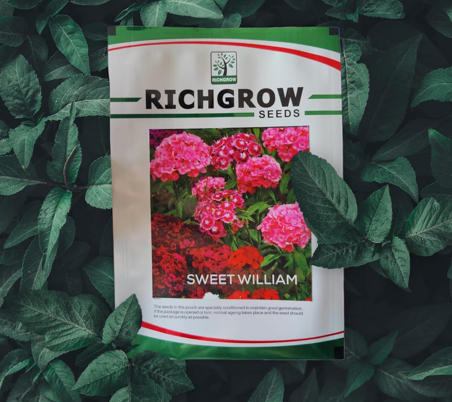 Sweet William Seeds (Open Pollinated)