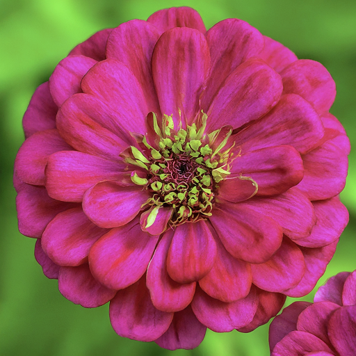 Zinnia Pink Seeds (Open Pollinated)