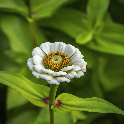 Zinnia White Seeds (Open Pollinated)