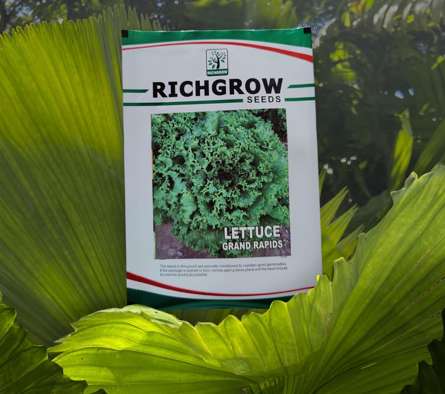 Lettuce Grand Rapids Seeds (Open Pollinated)
