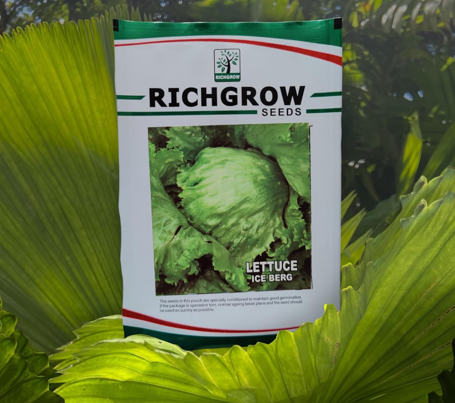 Lettuce Ice - Berg Seeds (Open Pollinated)