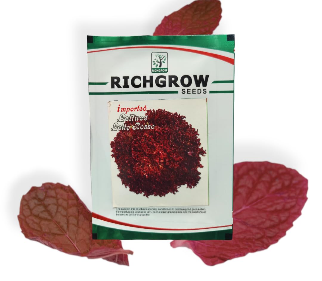 Lettuce Lollo Rosso Seeds (Open Pollinated)