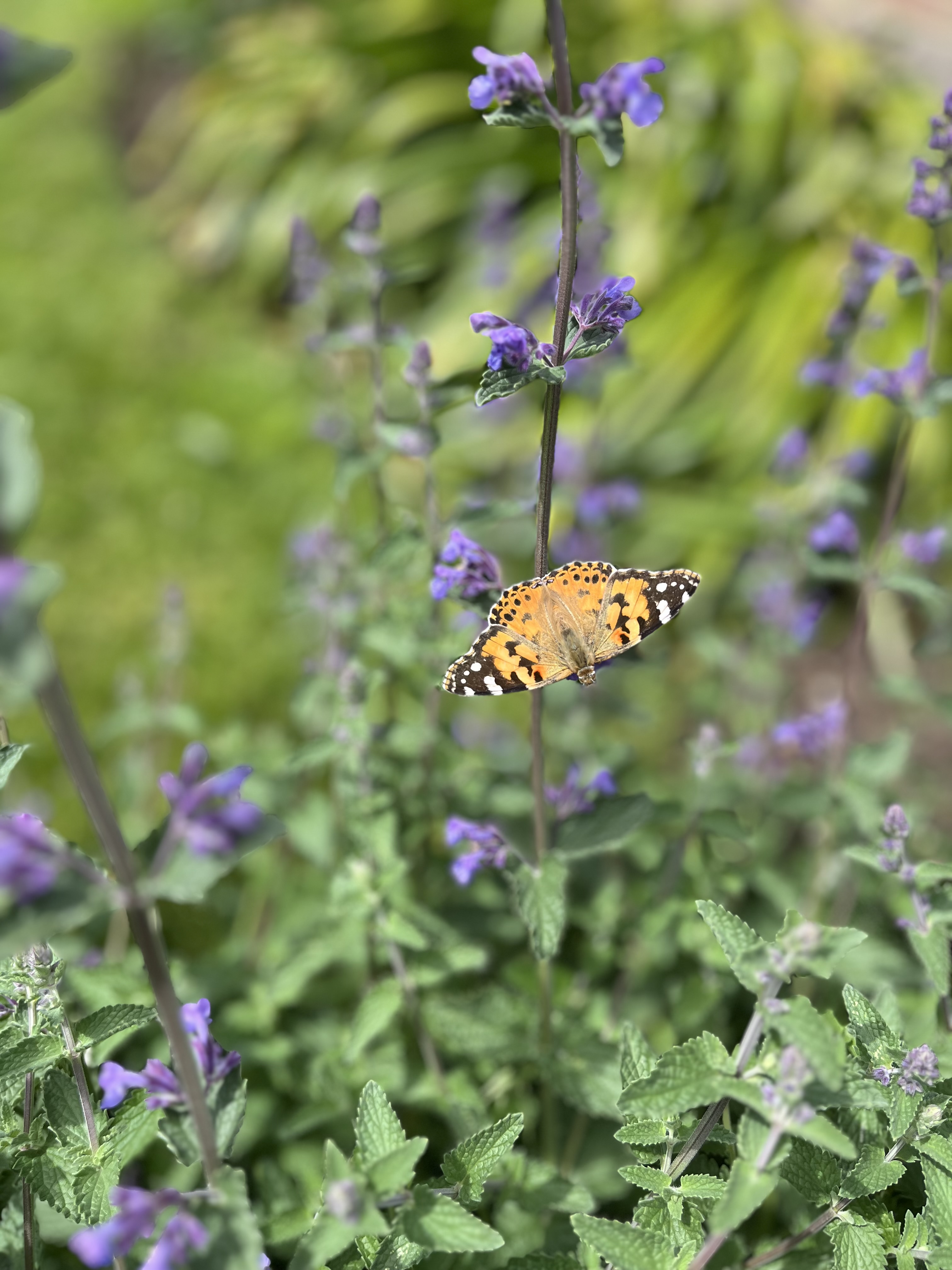 Nepeta 'Six Hills Giant'