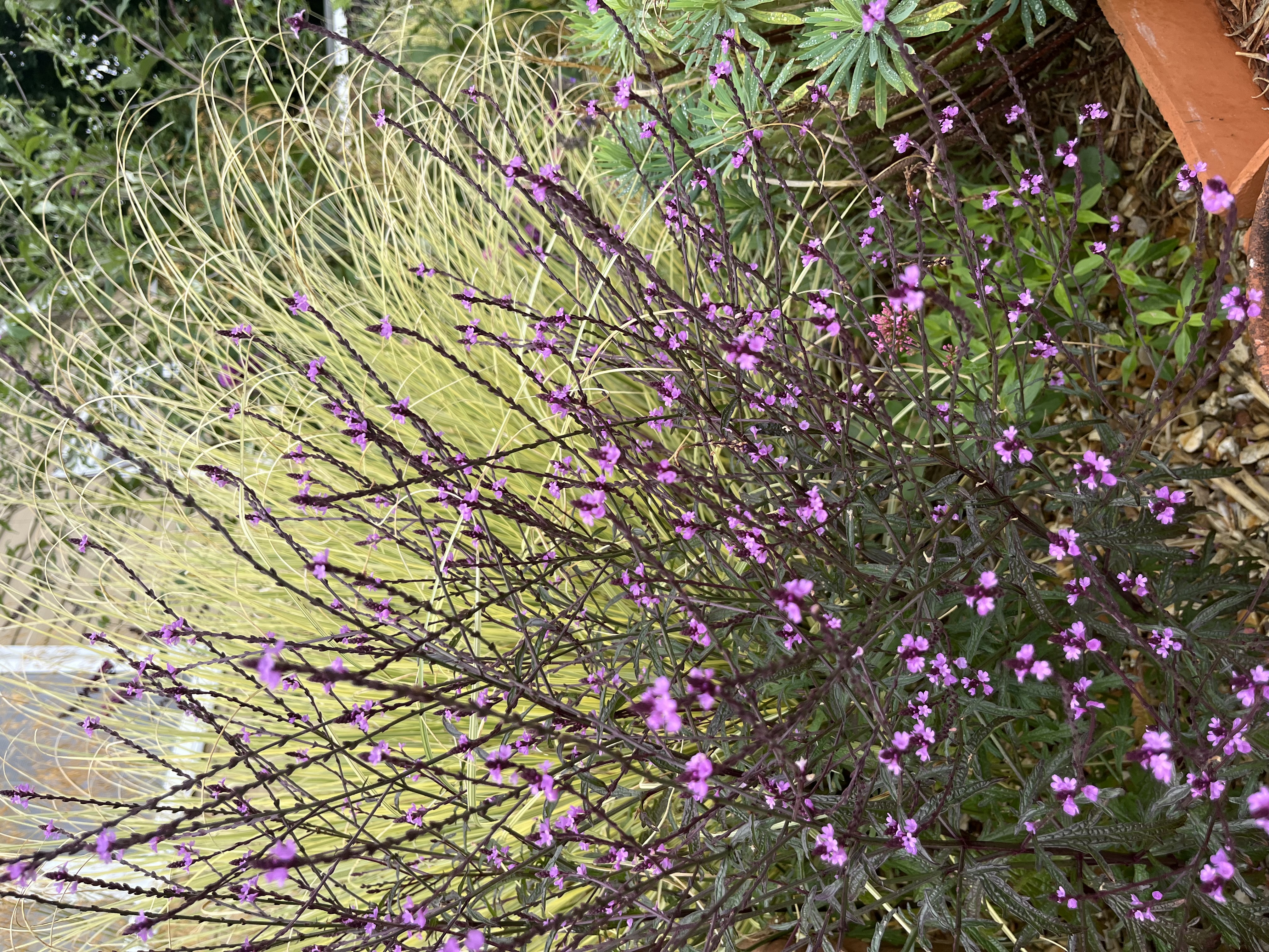 Verbena officinalis var. grandiflora ‘Bampton’
