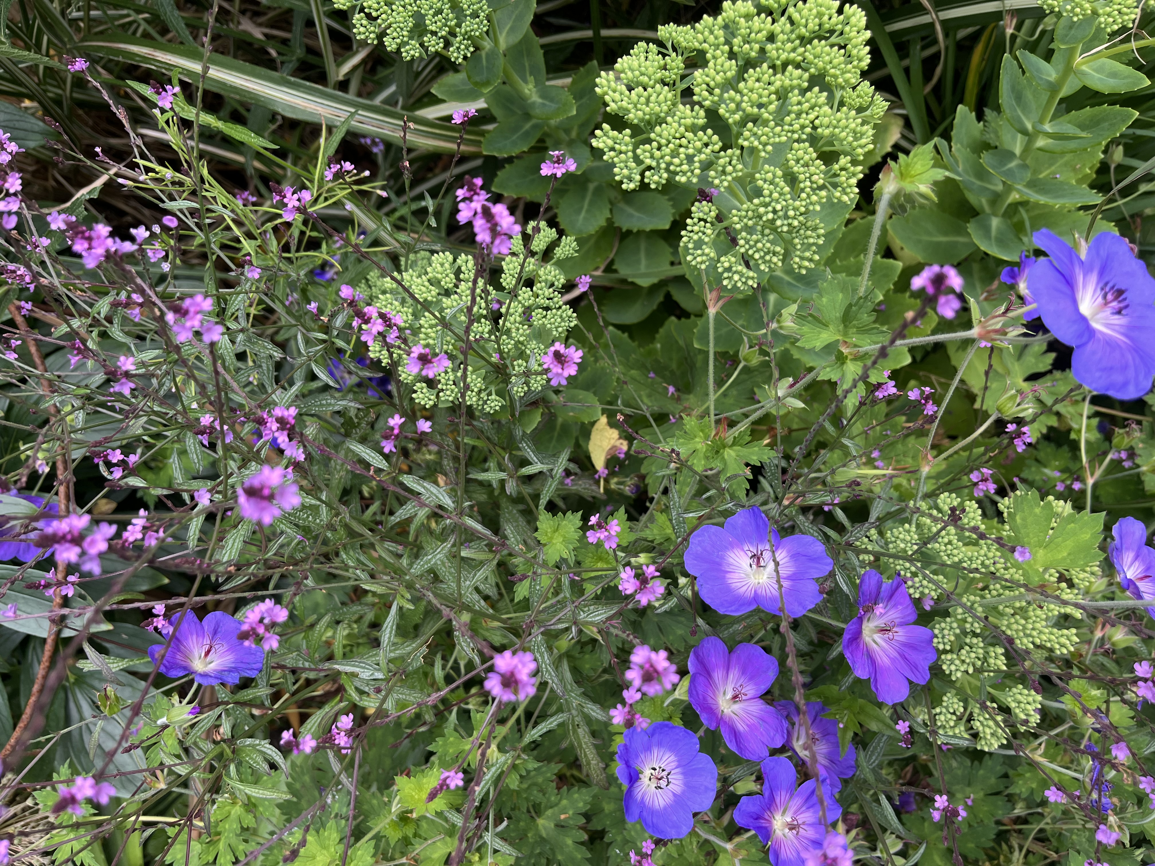 Verbena officinalis var. grandiflora ‘Bampton’