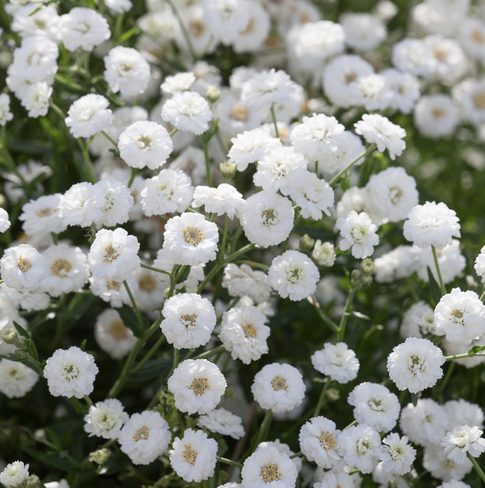 Achillea ptarmica ‘The Pearl’