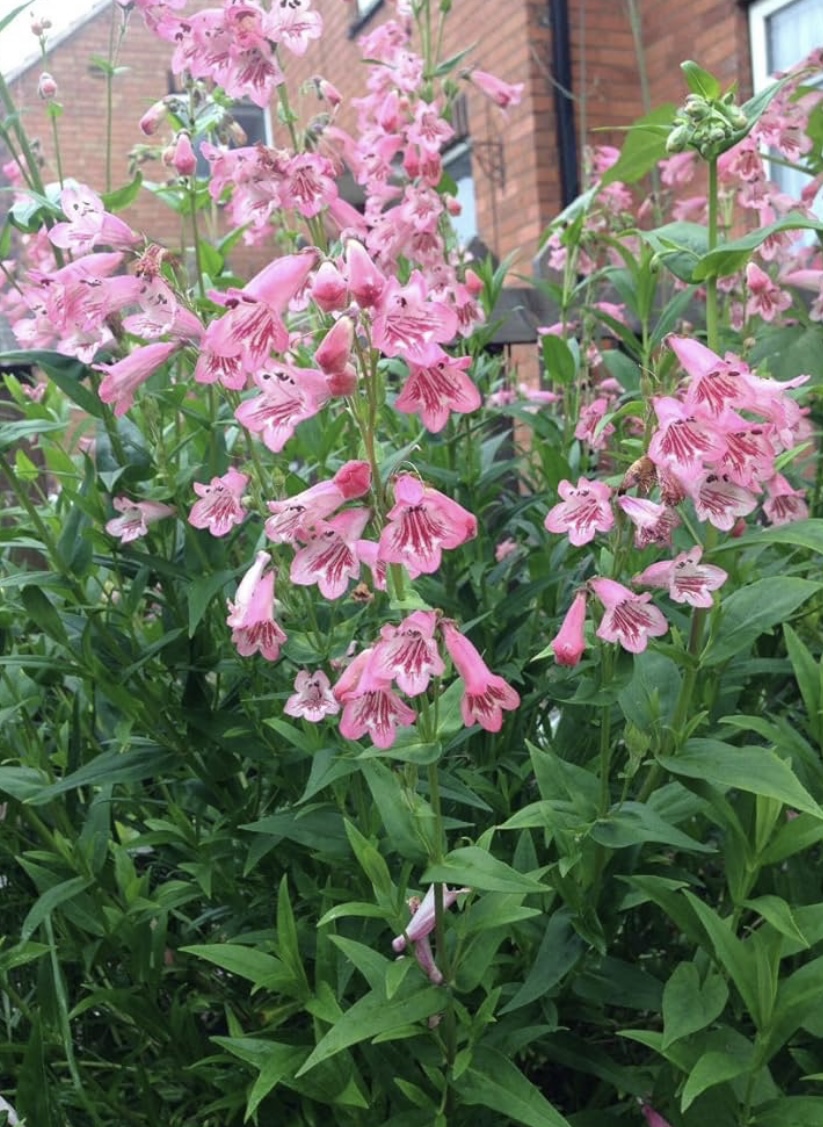Penstemon ’Hidcote Pink’