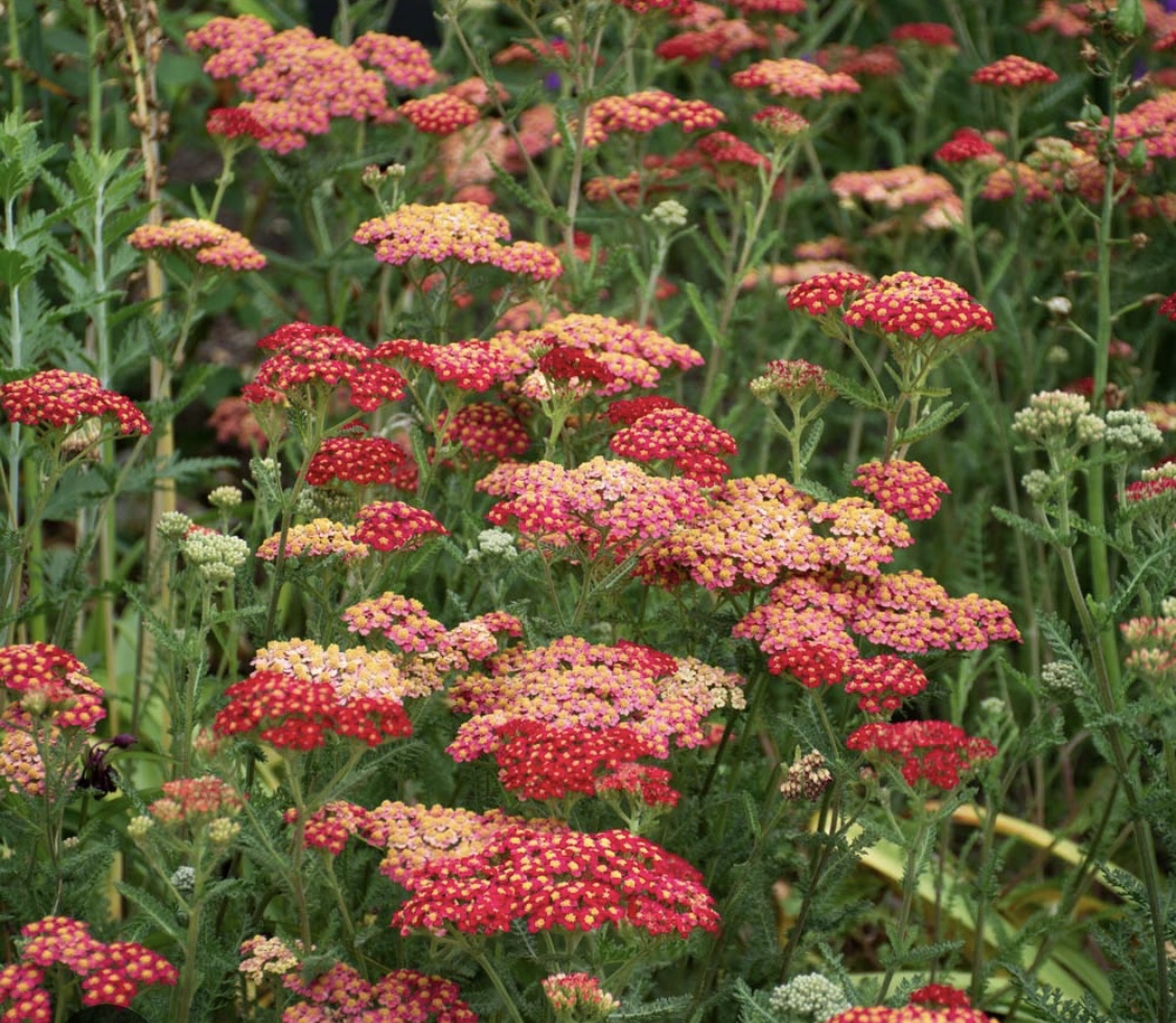 Achillea millefolium ‘Paprika’
