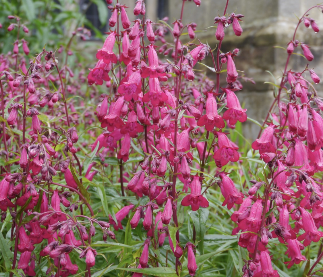 Penstemon ‘Garnet’ 