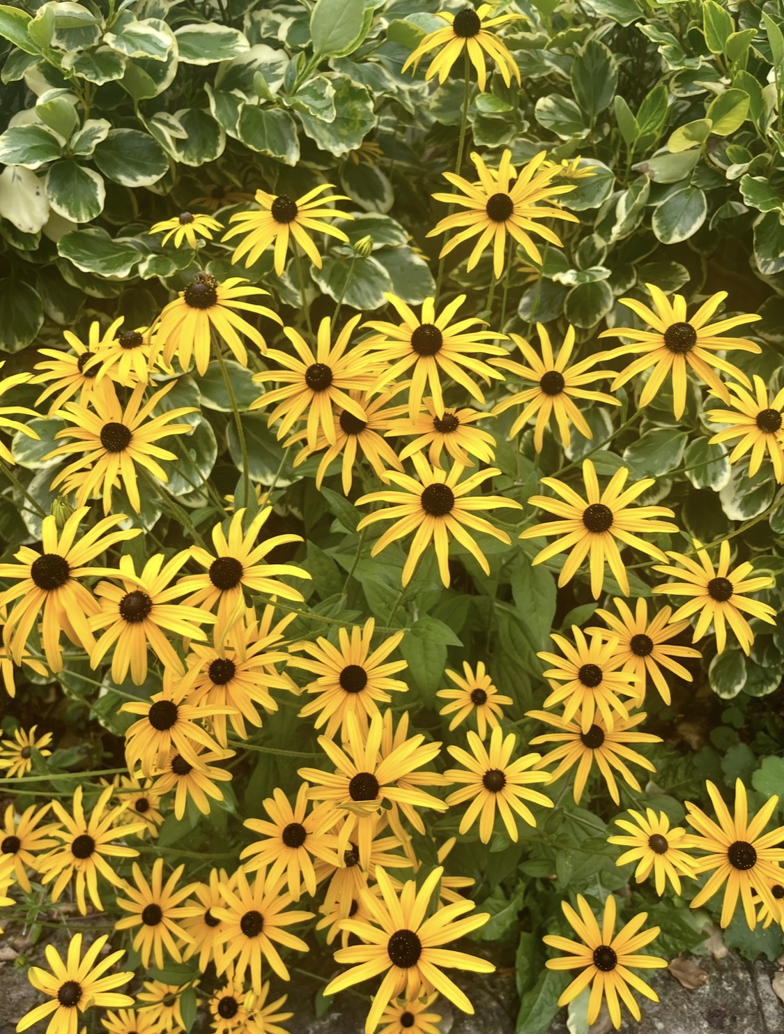 Rudbeckia fulgida var. sullivantii ‘Goldsturm’