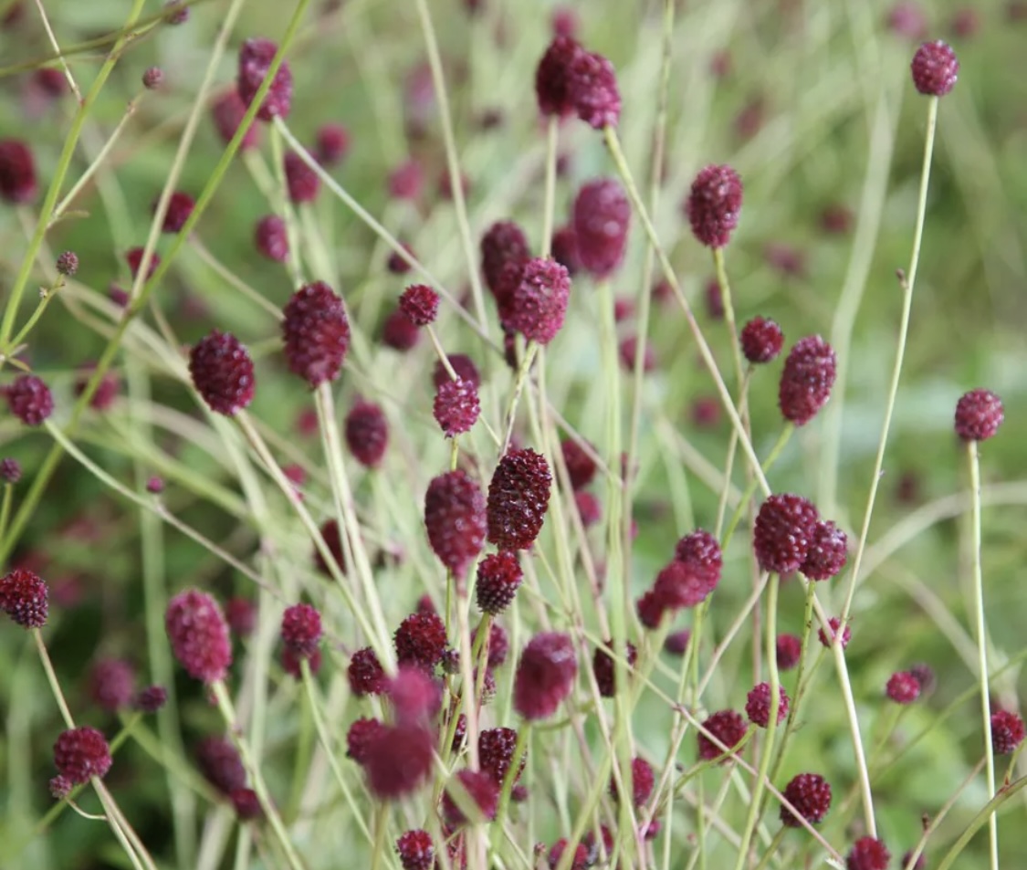 Sanguisorba ‘Tanna’