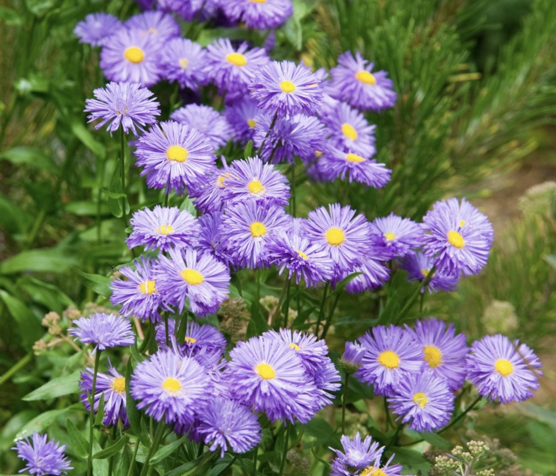 Erigeron ‘Azure Fairy’