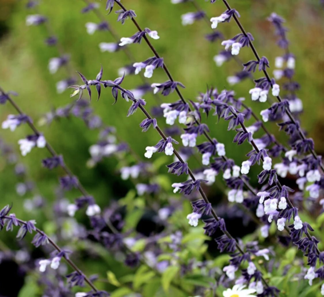 Salvia ‘Phyllis Fancy’