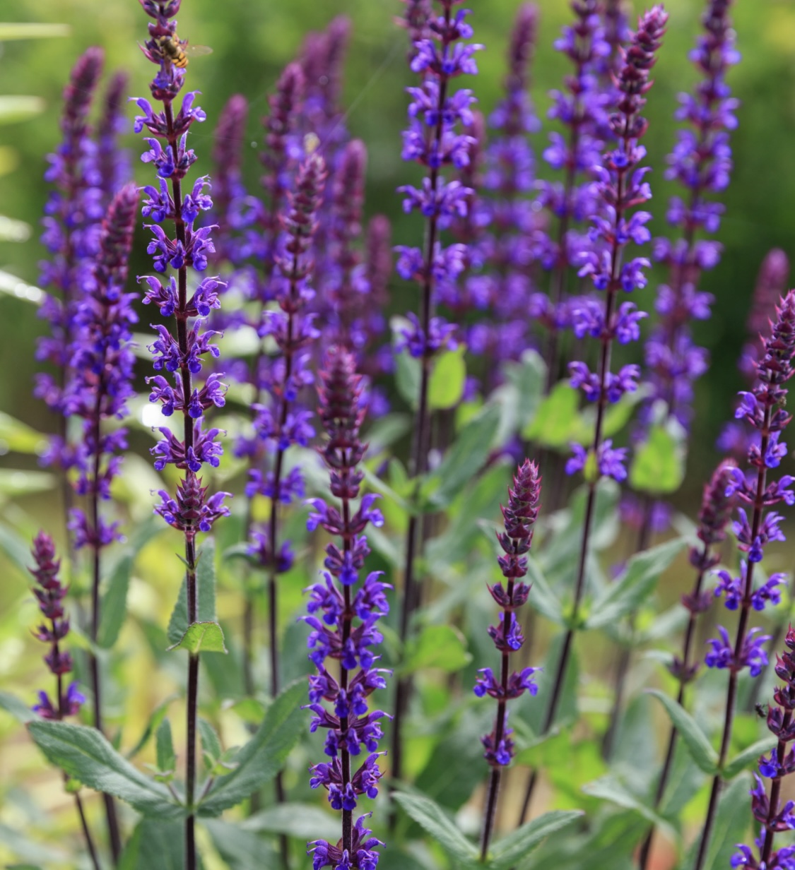 Salvia nemorosa ‘Caradonna