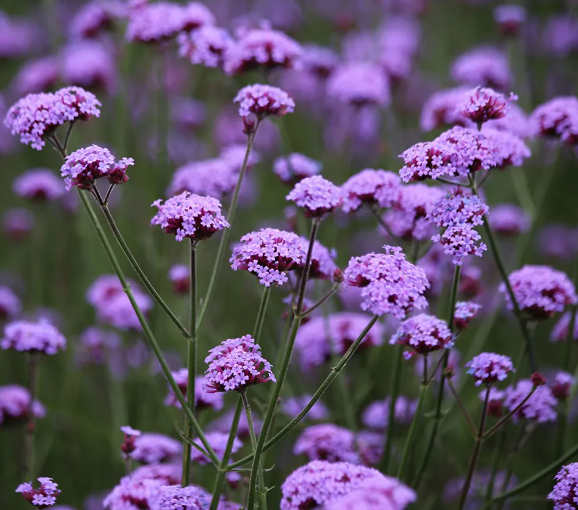 Verbena bonariensis