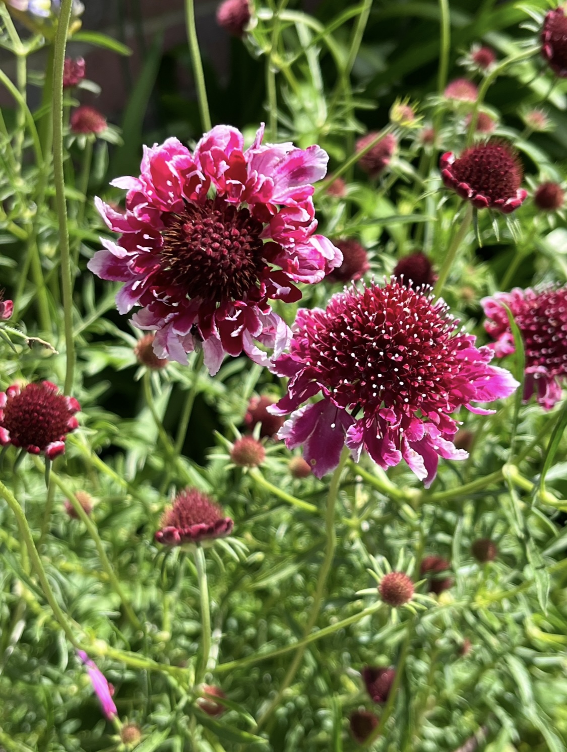 Scabiosa atropurpurea ‘Beaujolais Bonnet’