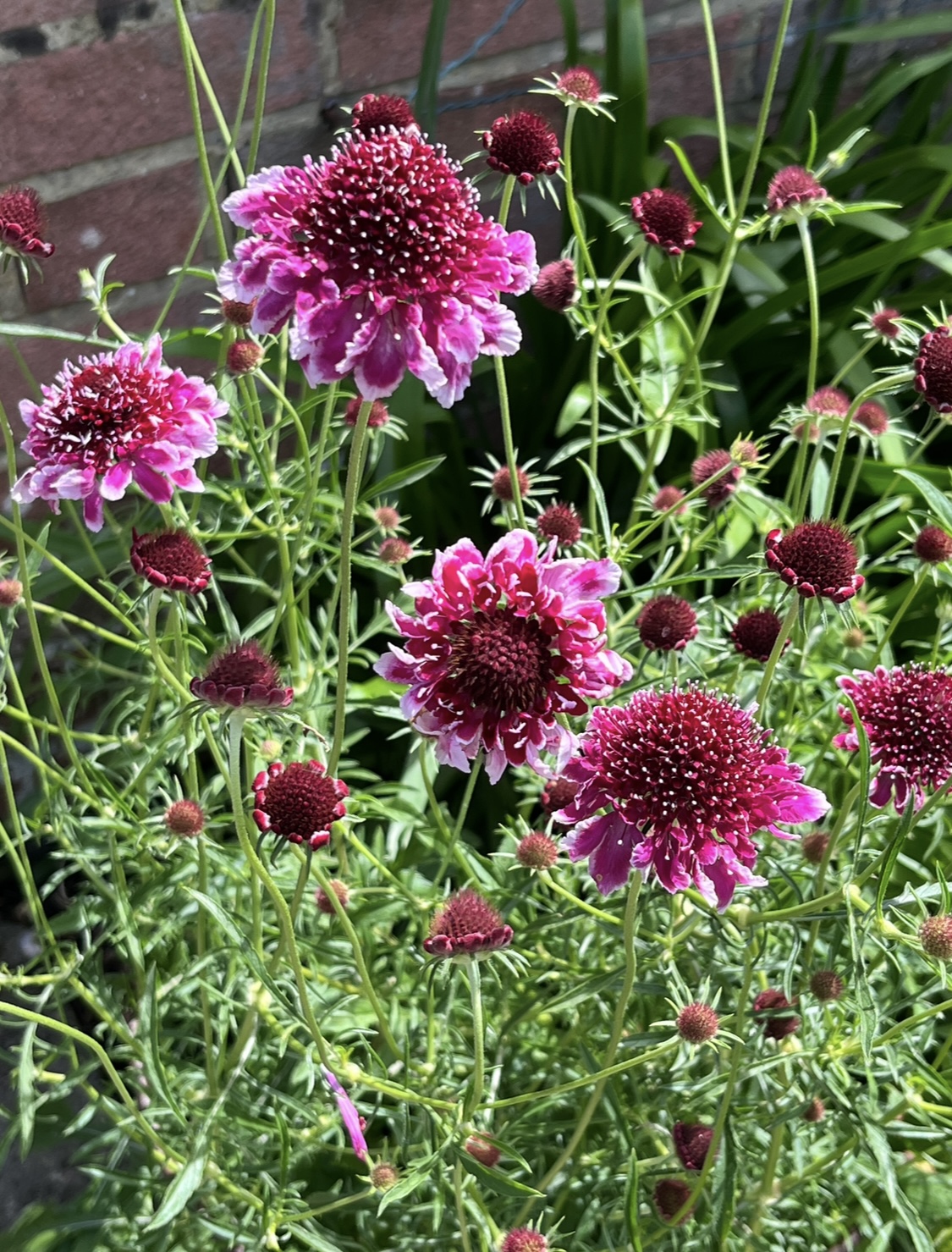 Scabiosa atropurpurea ‘Beaujolais Bonnet’