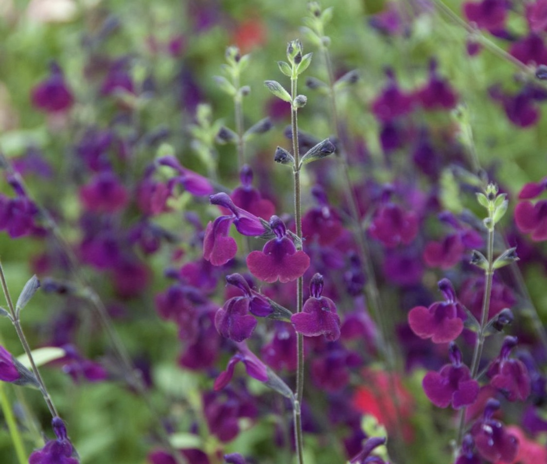 Salvia x Jamensis ‘Nachtvlinder’
