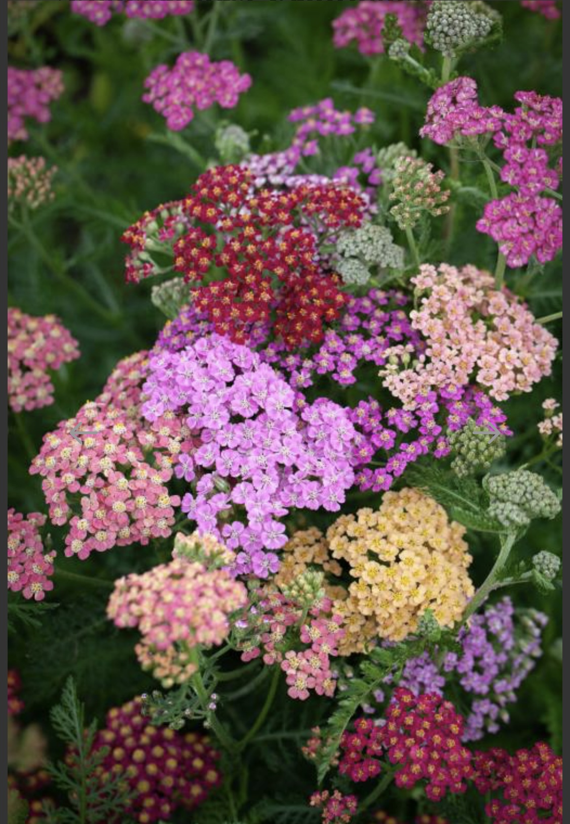 Achillea millefolium ‘Fruit Bowl’ Mix