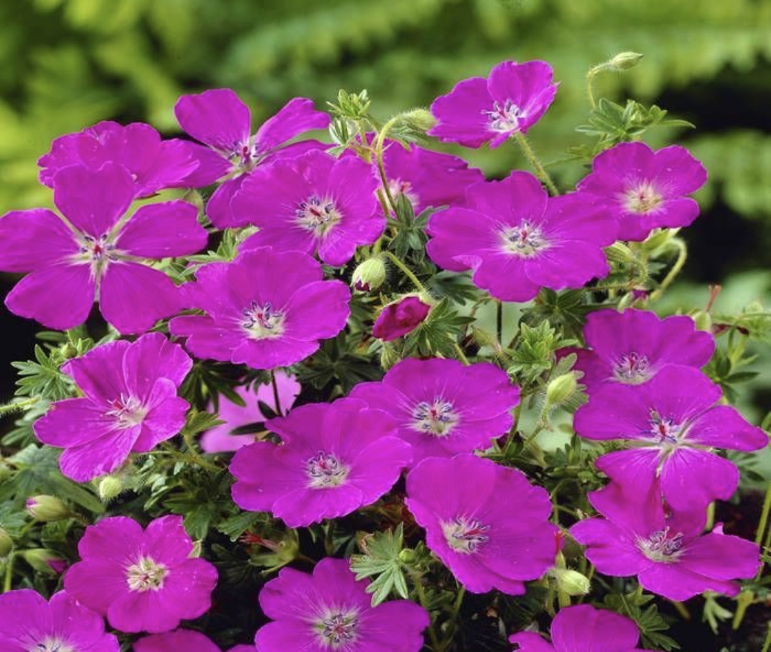 Geranium sanguineum 