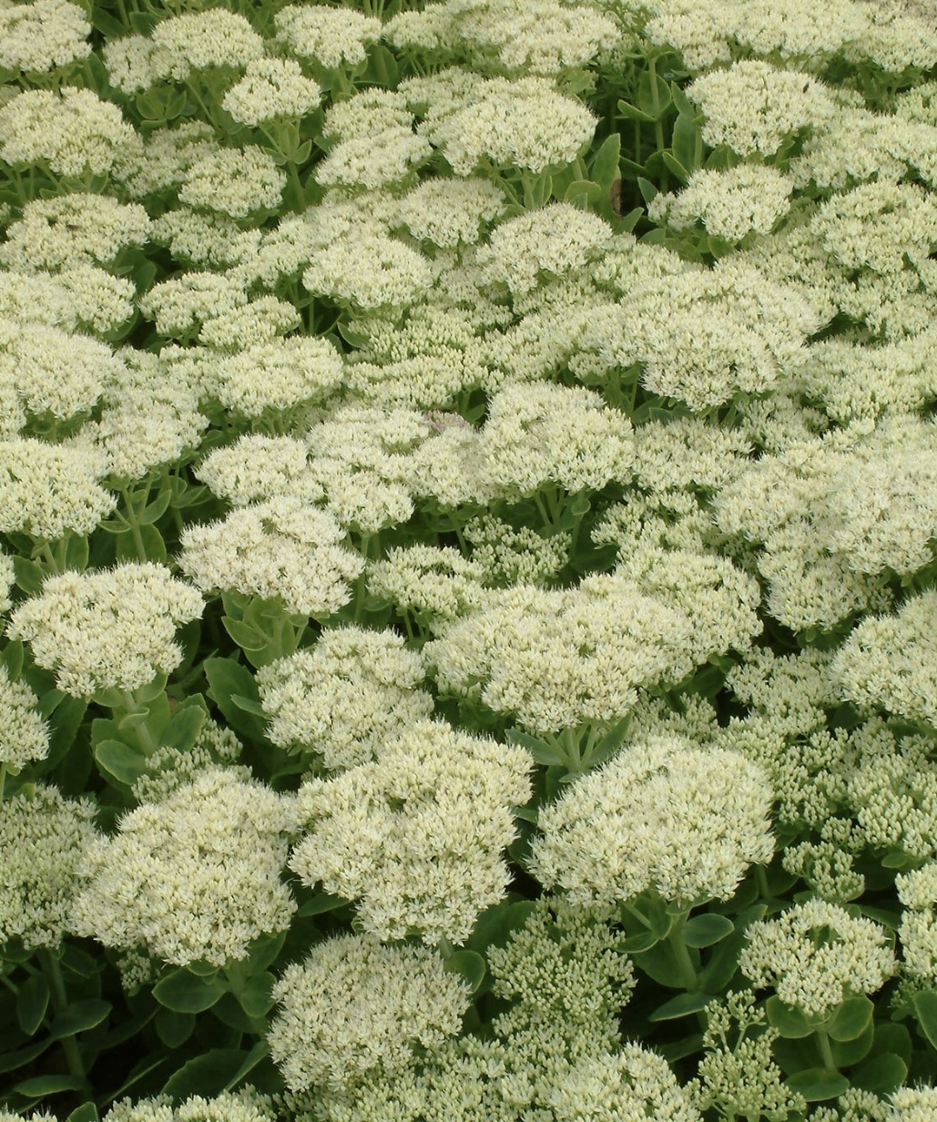 Sedum ‘Iceberg’ (Hylotelephium ‘Iceberg’)
