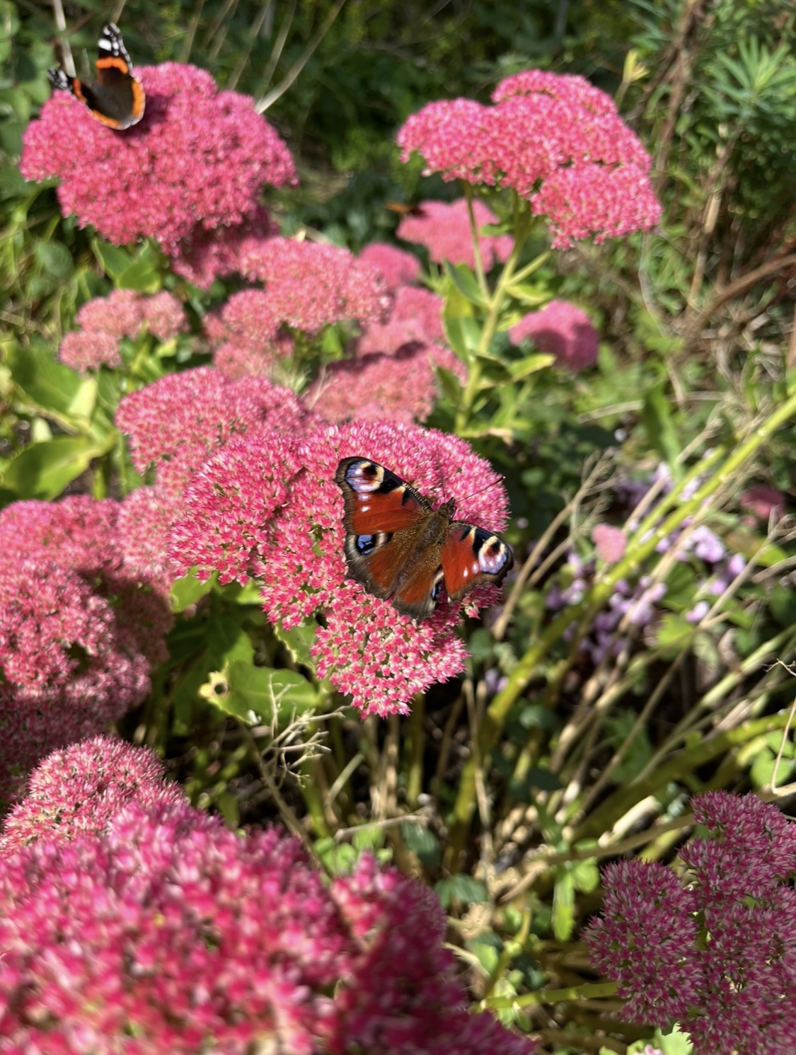 Hylotelephium ‘Herbstfreude’ (Sedum Autumn Joy)
