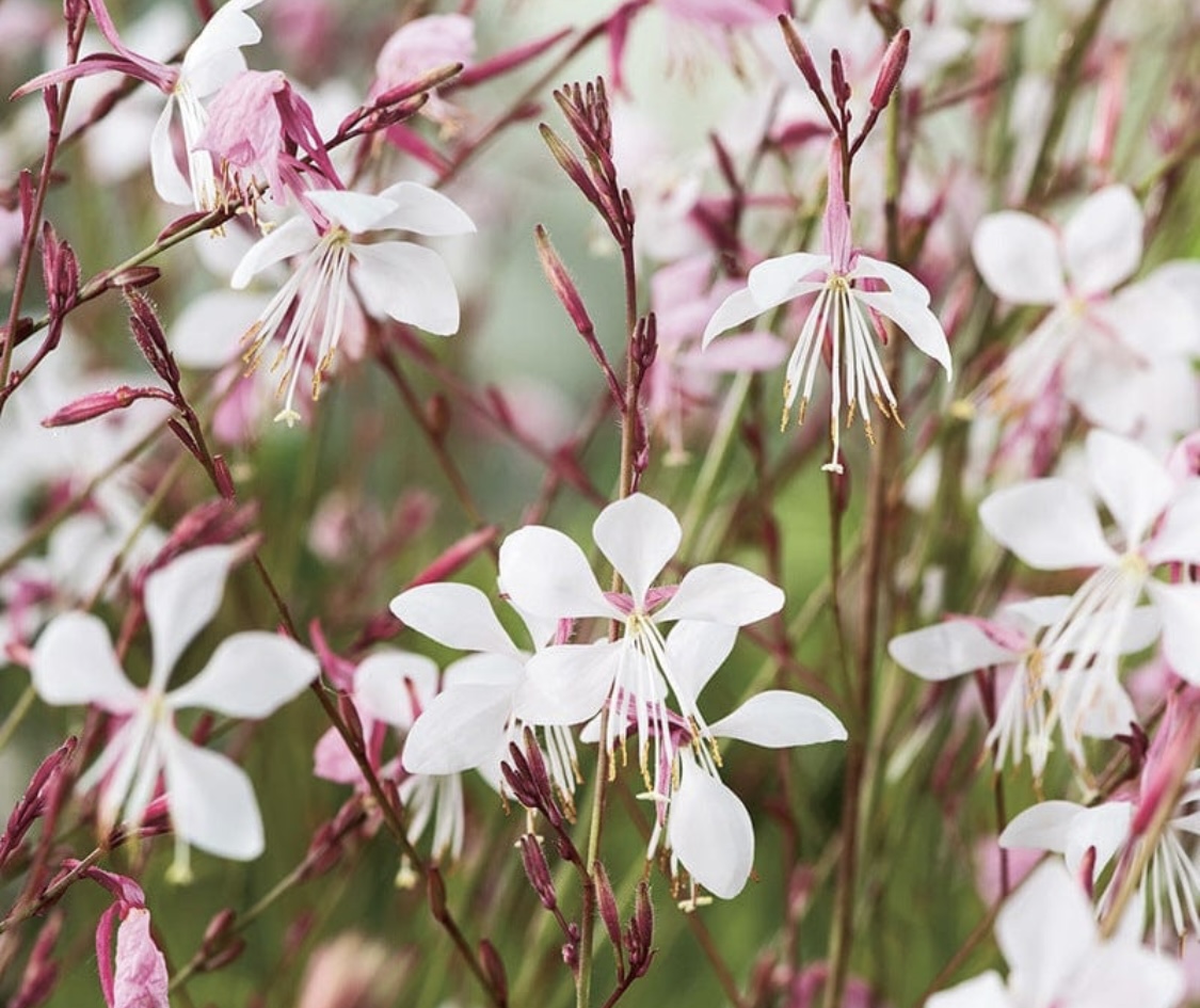 Gaura lindheimeri ‘The Bride’