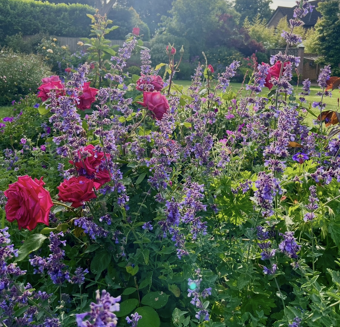 Nepeta 'Six Hills Giant'