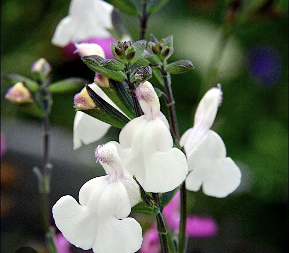 Salvia greggii ‘Cool Cream’ 