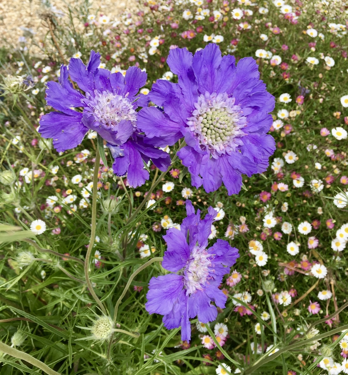 Scabiosa caucasica 'Clive Greaves' 