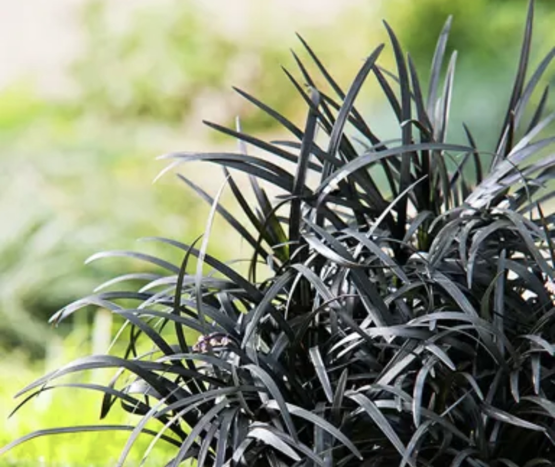Ophiopogon planiscapus 'Nigrescens' (Black Mondo Grass)