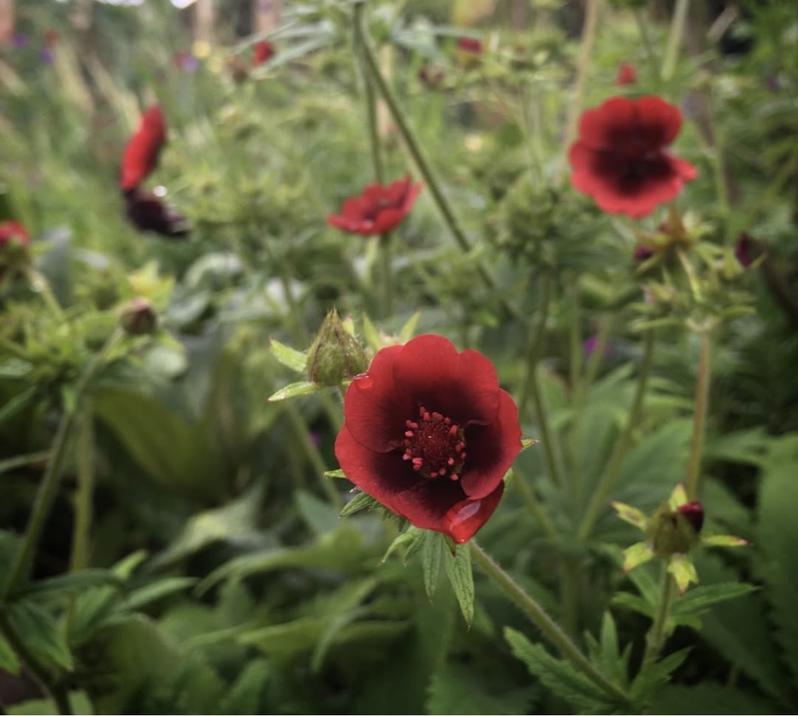 Potentilla ‘Monarch’s Velvet’ 